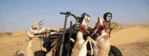 Algérie/ Les braconniers du Qatar sont de retour