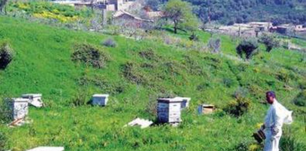 Tizi Wezzu : Foire au miel du 04 au 12 janvier