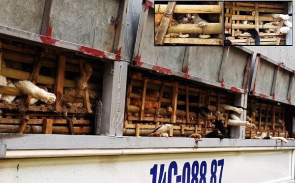 Vietnam: des milliers de chats enterrés...vivants !