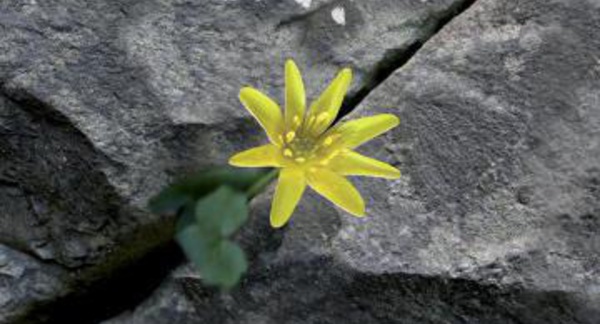 Ferhat : Tilelli i teqvaylit plus qu’un album. Par Firman Lalili