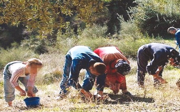 Vgayet premier producteur d'huile d'olive en Kabylie : 20 millions de litres cette année