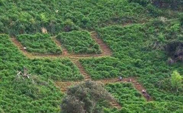 MAK/Melbou: Un programme riche pour célébrer la journée de la Nation Kabyle