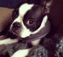 Libérez votre site. Go Mobile !