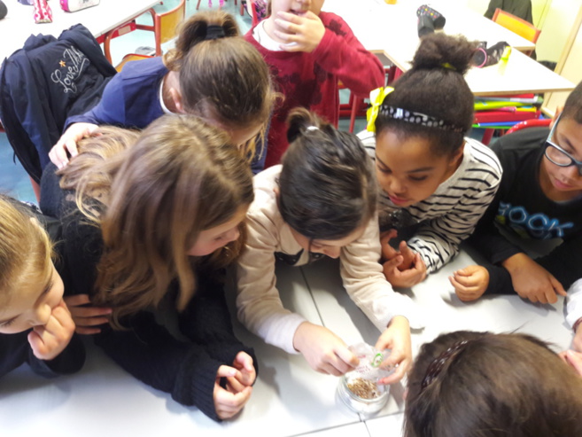 Le blé de l'espérance