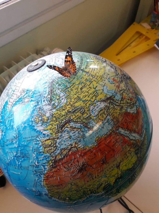 L’ALLEVU DI E FARFALLE CM1