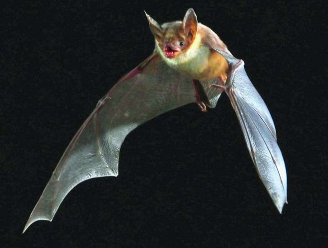 CHAUVE-SOURIS/ TOPU PINNUTU CHAUVE-SOURIS/ TOPU PINNUTU