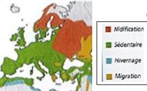 CHAUVE-SOURIS/ TOPU PINNUTU CHAUVE-SOURIS/ TOPU PINNUTU