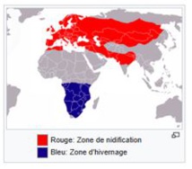 MARTINET NOIR / SBIRU o CIUTTULONE MARTINET NOIR / SBIRU o CIUTTULONE