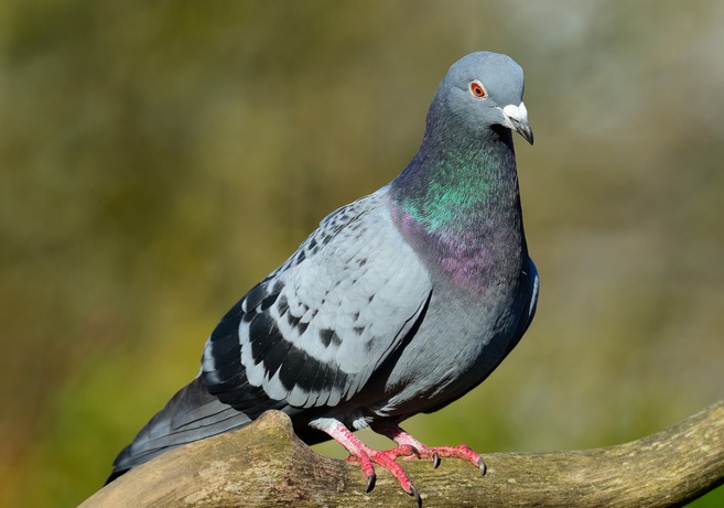 PIGEON BISET/ CULOMBU PETRAGHJOLU PIGEON BISET/ CULOMBU PETRAGHJOLU