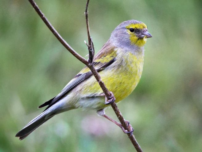 VENTURON CORSE/ VIRDINELLU O CANARINU CRUCIATU VENTURON CORSE/ VIRDINELLU O CANARINU CRUCIATU