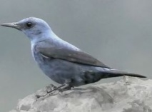 MERLE BLEU / A MERULA TURCHINA MERLE BLEU / A MERULA TURCHINA