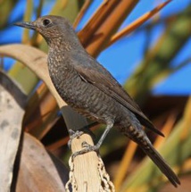 MERLE BLEU / A MERULA TURCHINA MERLE BLEU / A MERULA TURCHINA