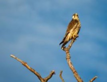 LE FAUCON PELERIN / U FALCU LE FAUCON PELERIN / U FALCU