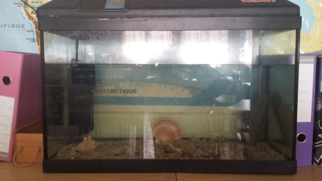 L'ACQUARIUM DI CM1 L'ACQUARIUM DI CM1