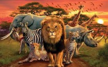 PROJET AFRICA (5) : LES ANIMAUX D'AFRIQUE. CE2