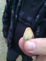 A vita d'un arburu cummencia quì A vita d'un arburu cummencia quì