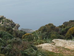 A vegetazione capicursina A vegetazione capicursina