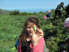 14.Avemu fattu a ricerca di l'ove in cicculata. 14.Avemu fattu a ricerca di l'ove in cicculata.