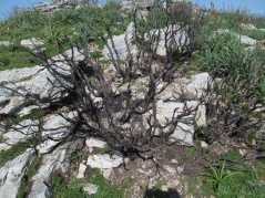 9.Ci hè corsu lu focu. Peccatu! 9.Ci hè corsu lu focu. Peccatu!