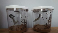 IMG-20180522-WA0006 IMG-20180522-WA0006