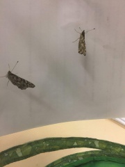 IMG-20180528-WA0003 IMG-20180528-WA0003