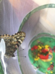 IMG-20180528-WA0012 IMG-20180528-WA0012