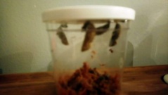 IMG-20180528-WA0031 IMG-20180528-WA0031