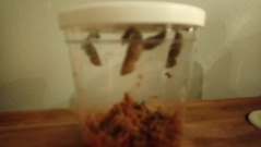 IMG-20180528-WA0034 IMG-20180528-WA0034