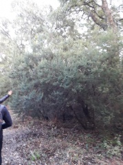 32.a scopa 32.a scopa