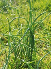 14. u sampulu 14. u sampulu