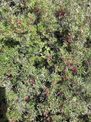 17.u listincu 17.u listincu