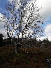 19.tamantu arburu u noce 19.tamantu arburu u noce