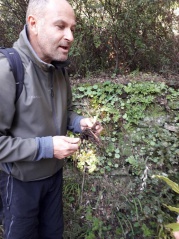 15. i primi arbucci 15. i primi arbucci