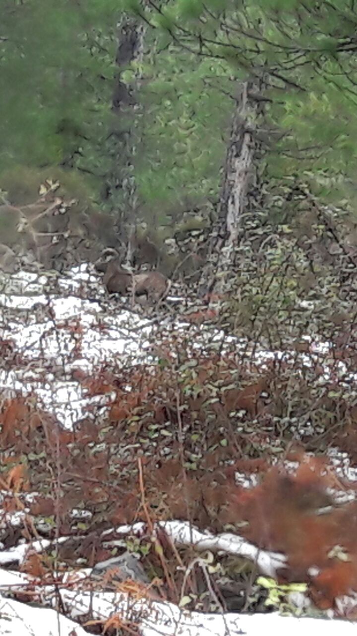 muvra ascu muvra ascu