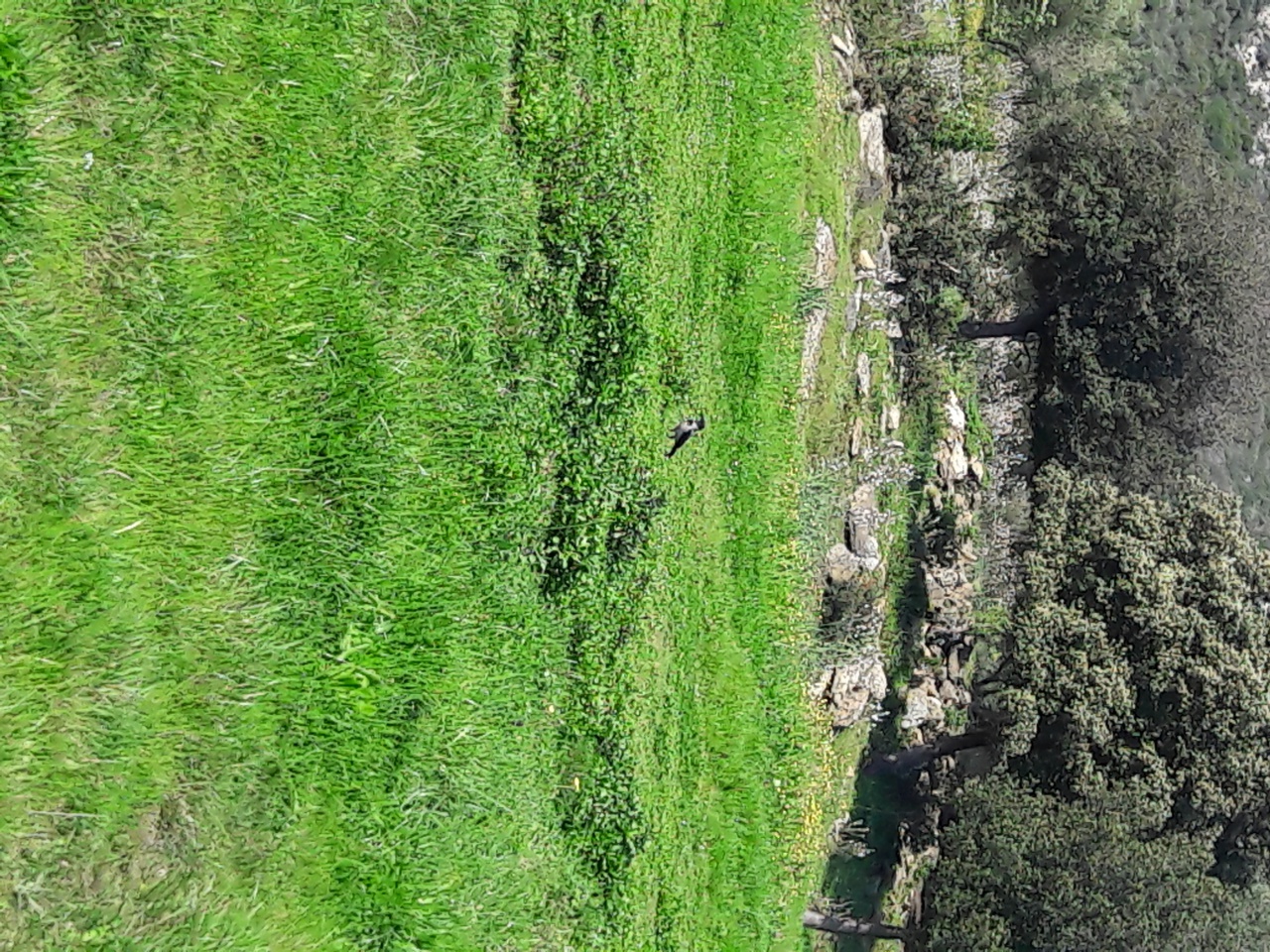 20170404_104343 20170404_104343