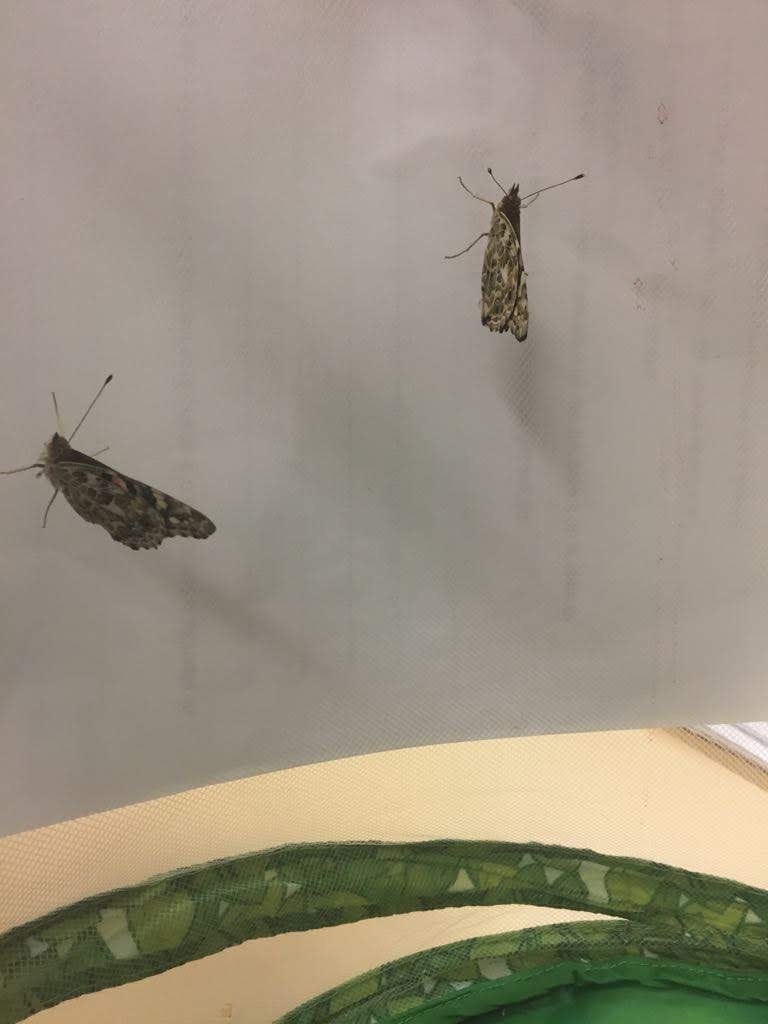 IMG-20180528-WA0003 IMG-20180528-WA0003