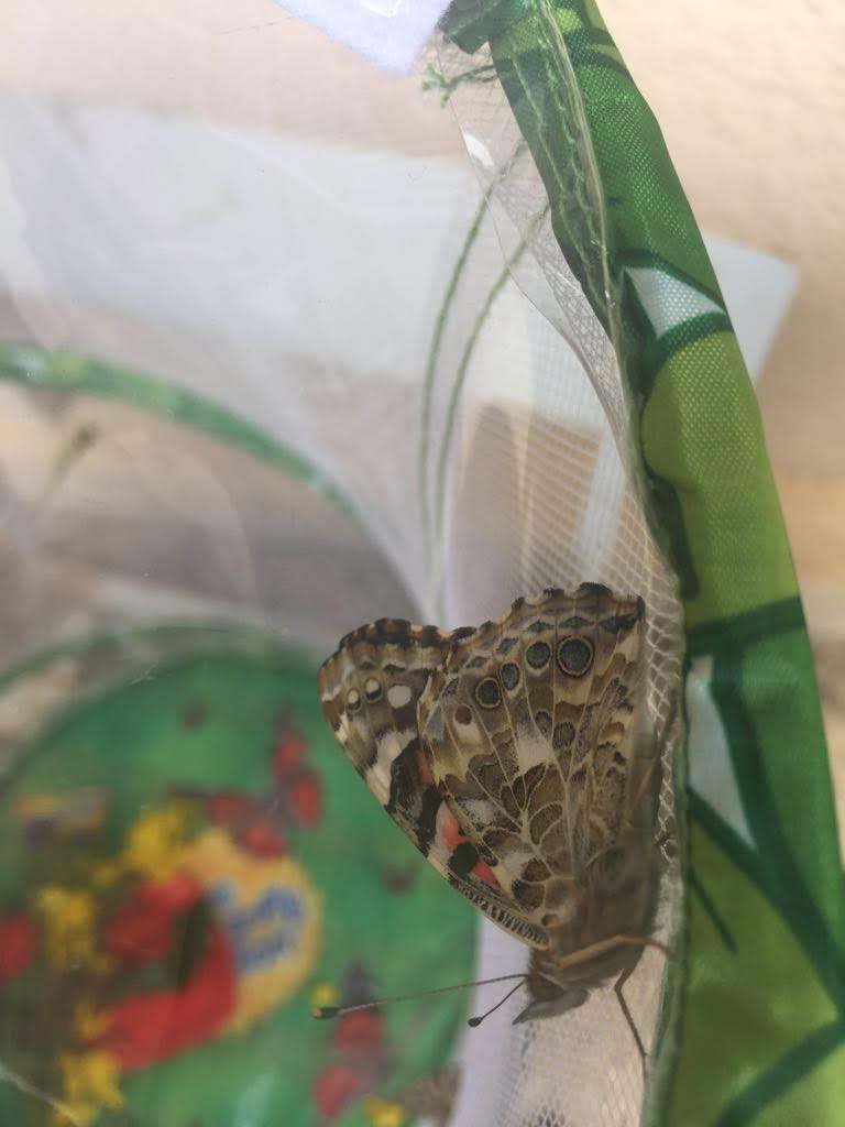 IMG-20180528-WA0013 IMG-20180528-WA0013