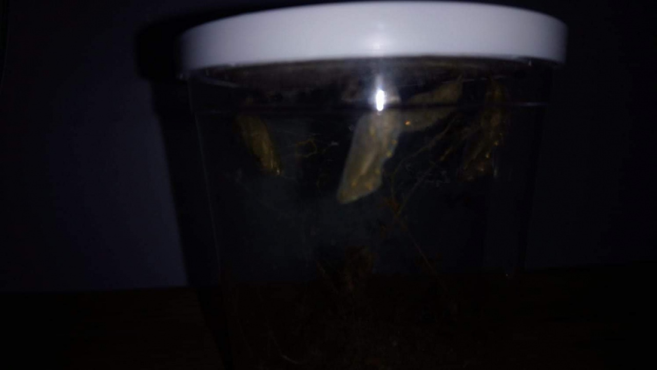 IMG-20180528-WA0033 IMG-20180528-WA0033