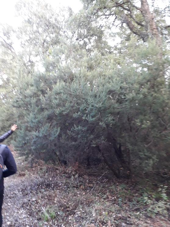 32.a scopa 32.a scopa