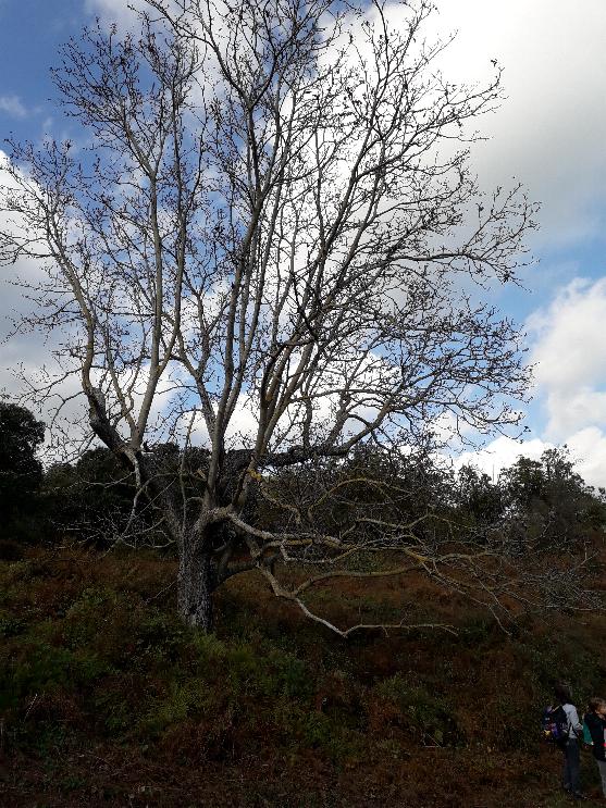 19.tamantu arburu u noce 19.tamantu arburu u noce