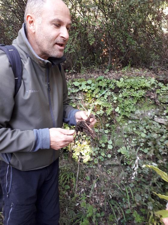 15. i primi arbucci 15. i primi arbucci