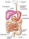 La Digestion (Cycle 3)