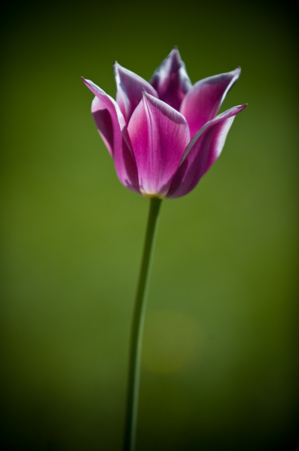 CC Flickr tiltti CC Flickr tiltti