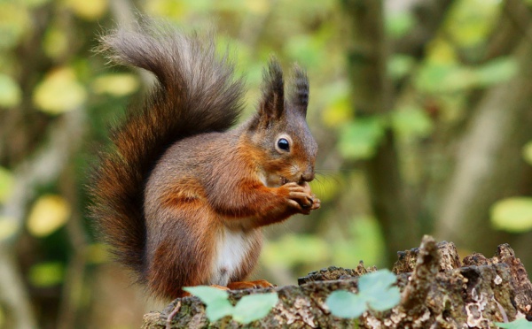 CC Flickr Peter G Trimming 