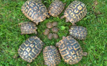 Proposez des webservices utiles