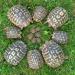 Landart  turtle Family