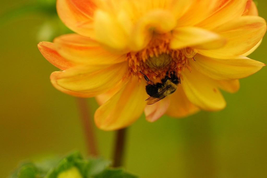 Bee flower