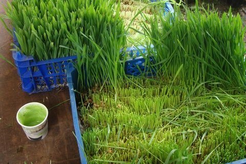 C’est vert et c’est bio, le jus d’herbe frais fait fureur !