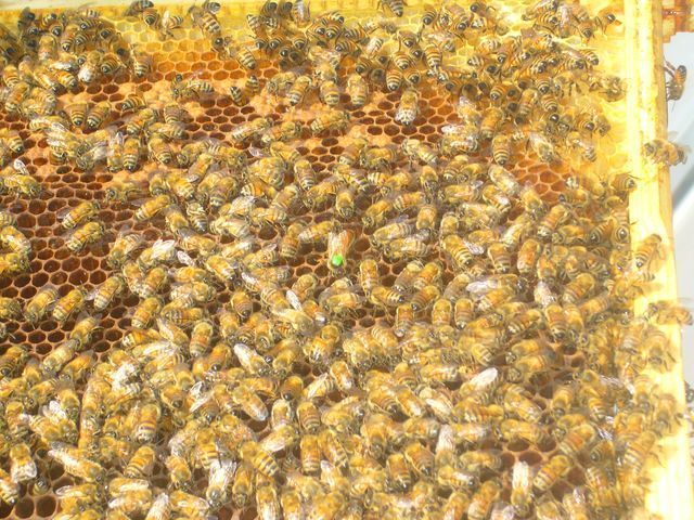 Les nouvelles occupantes du Grand Palais