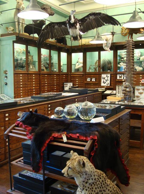 L’Arche de Deyrolle